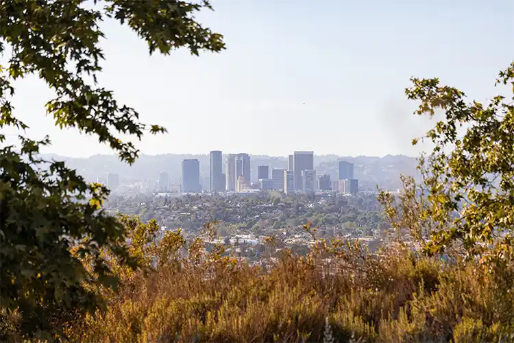 A photograph of the Los Angeles skyline shot through a canapy of trees